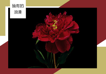21/22秋冬家紡花型&圖案趨勢預測--獨有的浪漫（矢量）