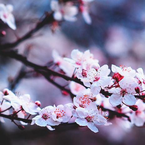 2017���Ĵ�Ʒ�Ҿ�����څ�� | �ѻ��D��